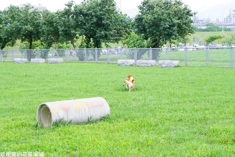 【新北-板橋區】浮洲藝術河濱公園餵羊咩咩吃草&浮洲寵物公園&自然教室