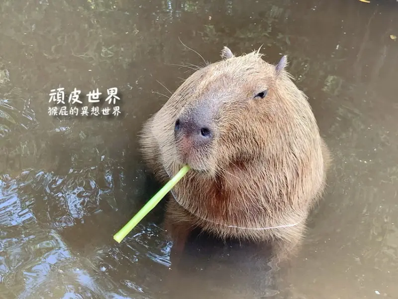 【台南景點推薦】頑皮世界野生動物園！與水豚君近距離互動！水豚互動預約教學！KKday頑皮世界門票優惠！ @猴屁的異想世界