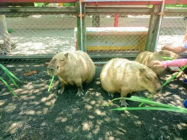 【旅遊】台南「頑皮世界」餵呆萌水豚、長頸鹿姊弟戀好甜蜜
