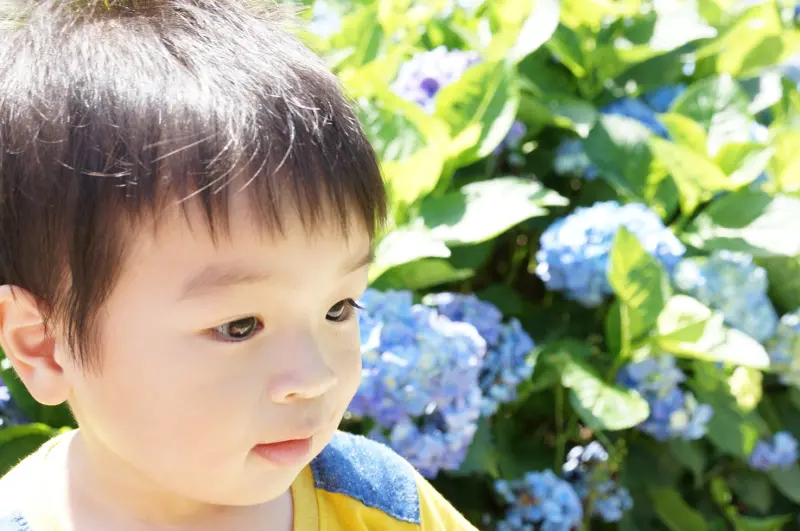 台北景點推薦-如夢似幻繡球花海