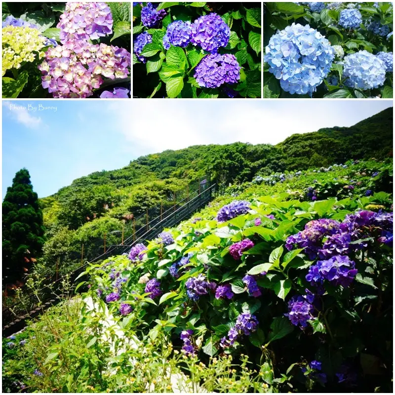 【台北】陽明山竹子湖大梯田花卉生態農園繡球花季