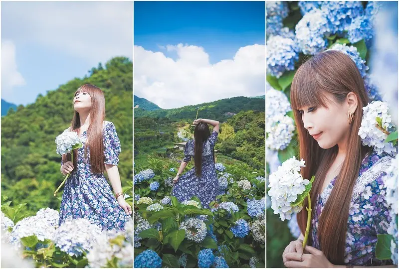 【台北北投│景點】大梯田花卉生態農園。6/20花況，陽明山竹子湖繡球花推薦，入園費可折抵飲品或繡球花，花團錦簇，搭配陽明山景，爆炸美