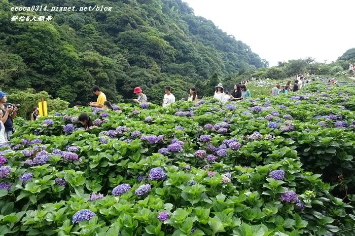【陽明山賞花+美食】大梯田花卉生態農園+山中園餐廳吃土雞♥6/14最新花況 繡球花接近尾聲囉 把握剩下的幾天時間!!