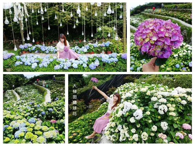 台北繡球花景點 ▶ 大梯田花卉生態農園 ▶ 2018陽明山繡球花登場 享受被滿山遍野繡球花包圍的幸福感 #最新花況 #交通資訊