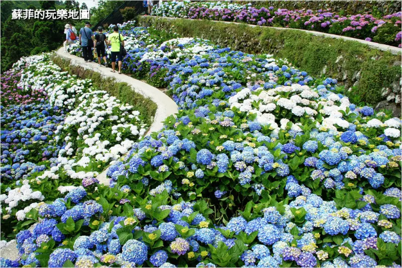 陽明山竹子湖繡球花季~大梯田花卉生態農園梯田繡球花海繽紛綻放