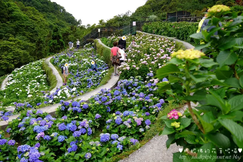 【台北-北投區】多種顏色的繡球花同時綻放一次滿足就在「大梯田花卉生態農園」