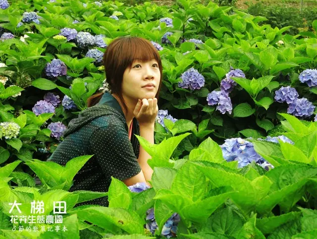 【台北 旅遊】大梯田花卉生態農園。陽明山半日遊賞玩繡球花海
