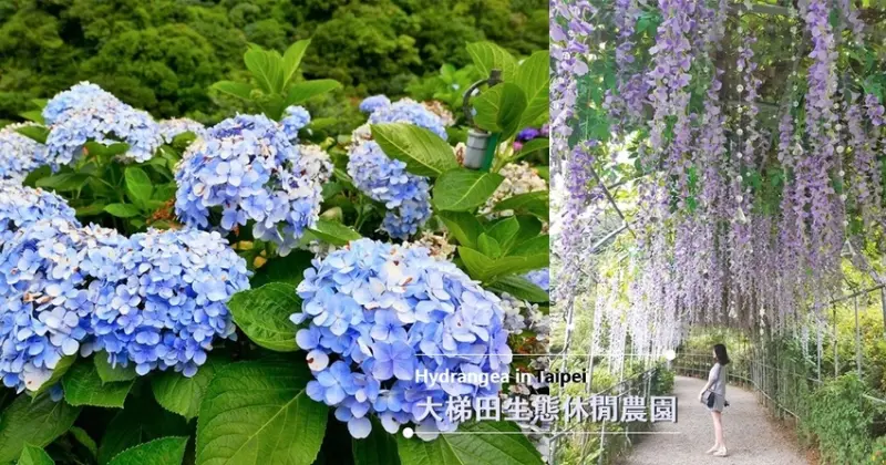 旅遊。台北★繡球花季尾聲來大梯田花卉生態農園賞花 還有爆美的紫藤花瀑布隧道 · 妮妮˙ˇ˙用類單記錄生活!!