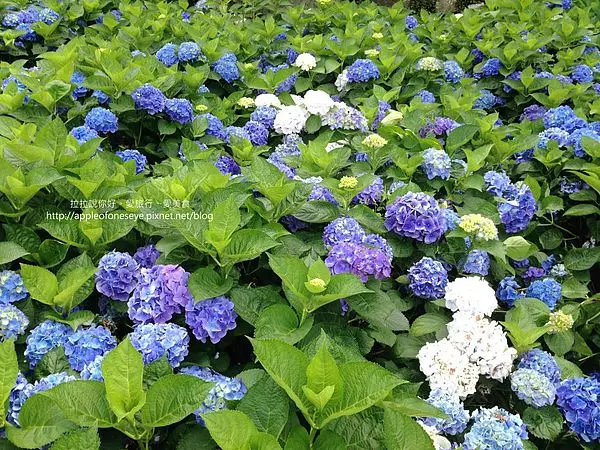 [陽明山]大梯田花卉生態農園。竹子湖採繡球花體驗/竹子湖、繡球花、大梯田