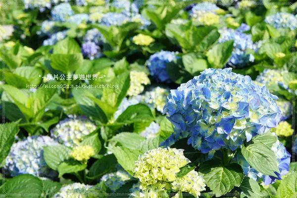 ♥遊♥【台北●陽明山】繡球花兒也開了●大梯田生態農園(104.05.13花況)