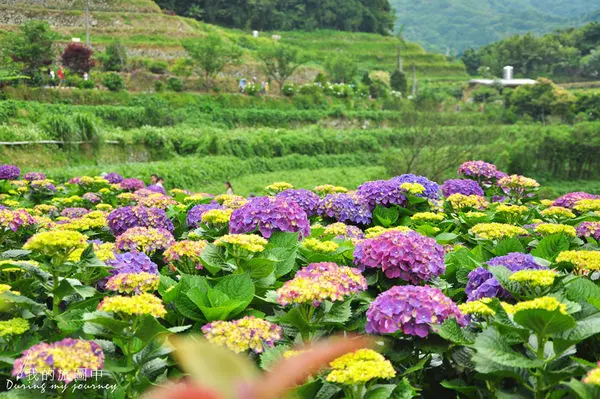 【遊記】台北陽明山 大梯田花卉生態農園 花季限定！綻放繽紛色彩的繡球花田 (5/16花況)