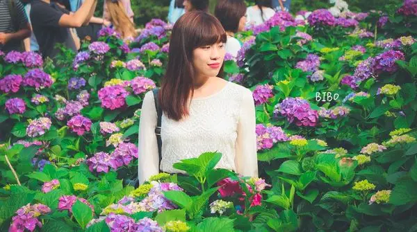 陽明山繡球花季::大梯田-如夢似幻的繡球花田~但人比花多的週末前往建議！