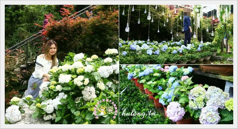【陽明山繡球花季】竹子湖大梯田花卉生態農園繡球花，2018繡球花季交通/時間! - 虎虎龍龍*珍太妃