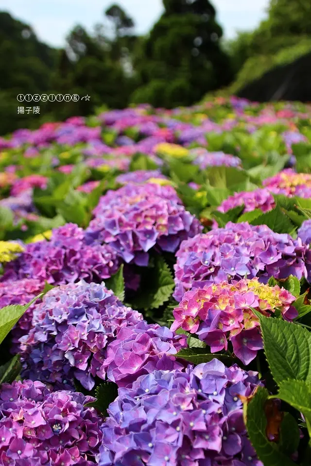 2018陽明山竹子湖繡球花季。大梯田繡球花開～