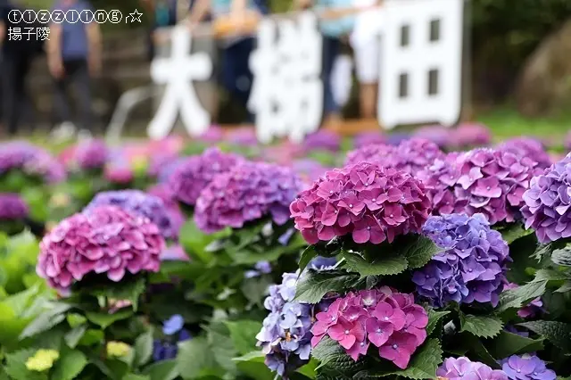 2019竹子湖繡球花季&大梯田花卉生態農園繡球花開～