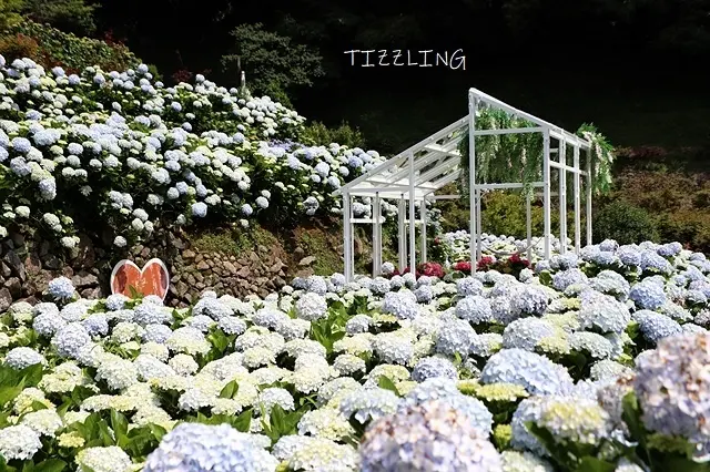 2021大梯田花卉生態農園，繡球花兒開｜2021竹子湖海芋繡球花季～