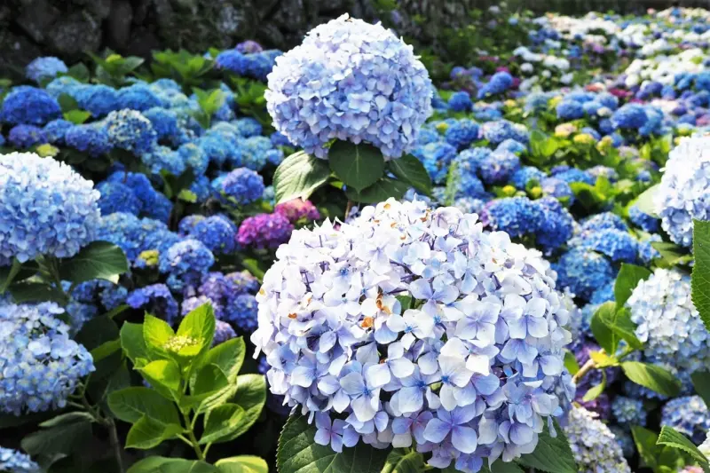 【台北竹子湖 | 景點】唯美花廊配上遍地盛放的奼紫嫣紅❀大梯田花卉生態農園