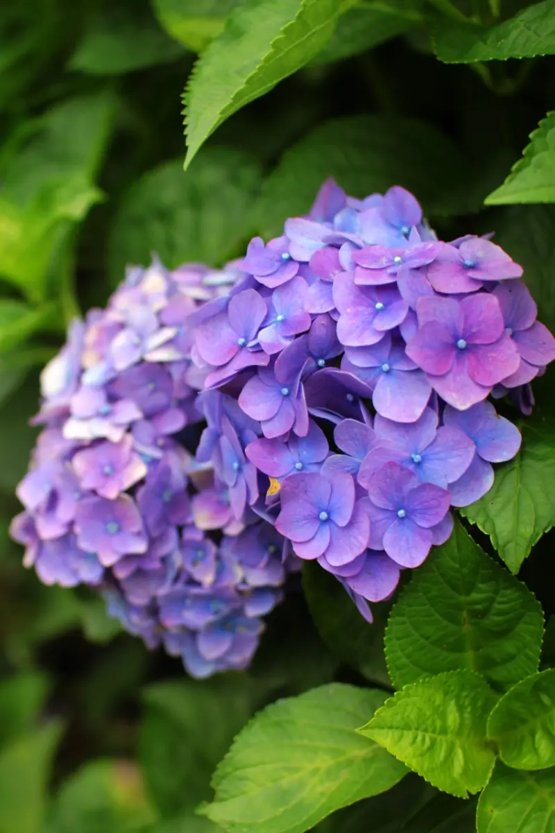 台北陽明山‧竹子湖大梯田 繡球花季‧紫色的奔放(06/07花況)