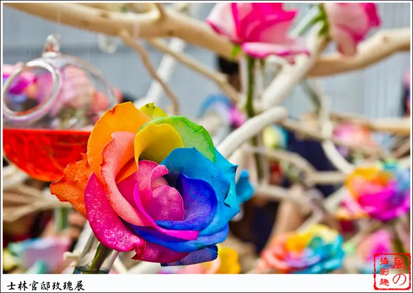 [展覽]【淡水線士林站】士林官邸。玫瑰展