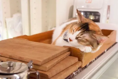 Toast Chat - 來找我的貓咪老師