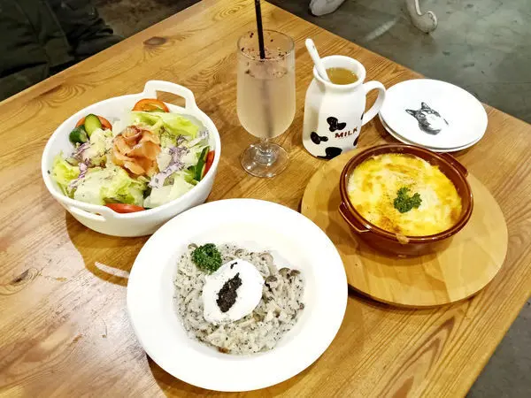 貓奴天堂!!捷運國父紀念館站Toast Chat~療癒系貓咪餐廳