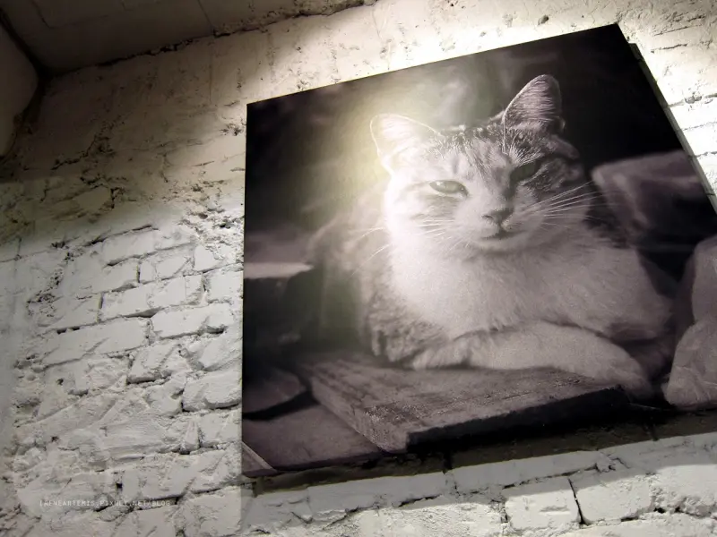 捷運國父紀念館站 | Toast Chat ．全天早午餐供應 / 貓咪餐廳