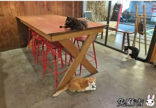 [台北東區]Toast Chat貓咪餐廳/國父紀念館早午餐/下午茶、咖啡/不限時間與喵星人作伴