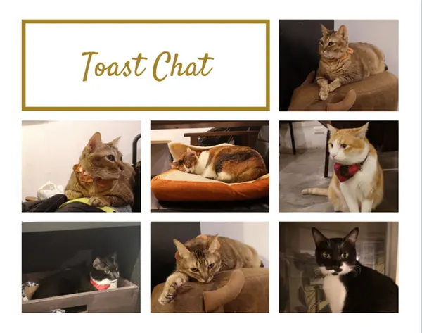 【美食】北市大安「Toast Chat」貓奴必訪!!!捷運國父紀念館站早午餐/貓咪餐廳推薦!