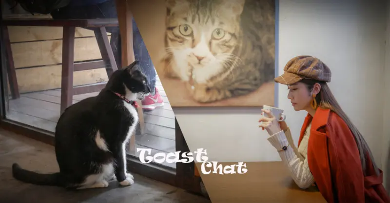 【國父紀念館美食推薦】Toast Chat-來跟5位貓主子一起享用美味早午餐吧~／貓咪餐廳／捷運國父紀念館站／台北市