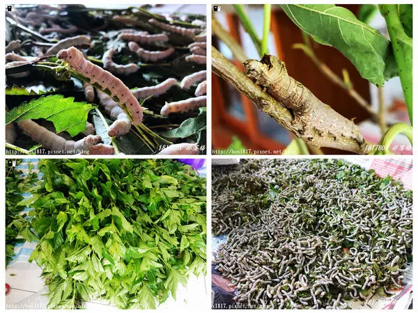 【苗栗。獅潭】泉明生態教育蠶業農場。看蠶寶寶吃桑葉。長大吐絲、成蛹、羽化成蛾