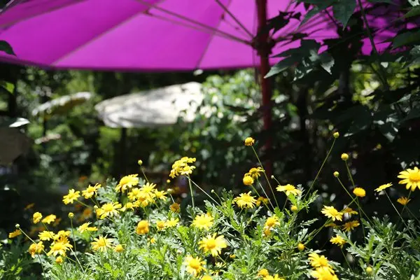 【台中】薰衣草森林創始店 (上) 森林咖啡館+紫丘咖啡館+許願樹