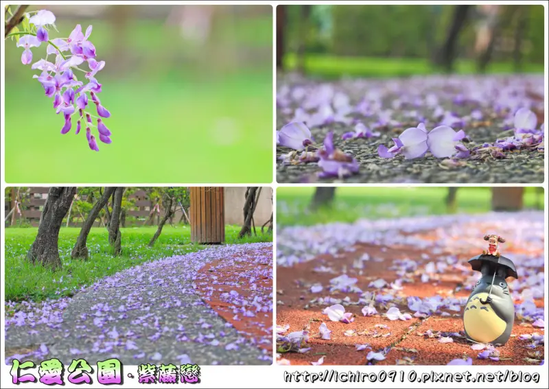 [賞花]【中和線頂溪站】永和仁愛公園。紫藤浪漫盛開中~紫藤雨美景