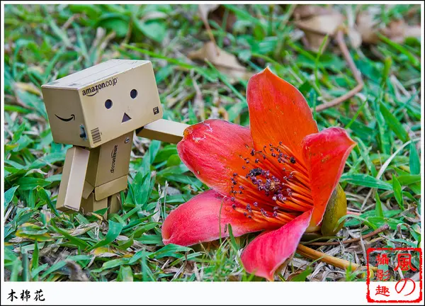 [賞花]【中和線頂溪站】木棉花。火紅綻放