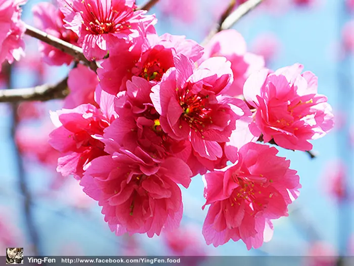 ❤台北-永靜公園(賞櫻花)