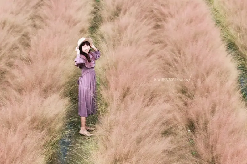 南投粉黛亂子草花海｜浪漫季節來個限定景點爆炸粉紅棉花糖花海！網美打卡景點推薦，集集和平快樂田園 - Kiwi 樂活食旅