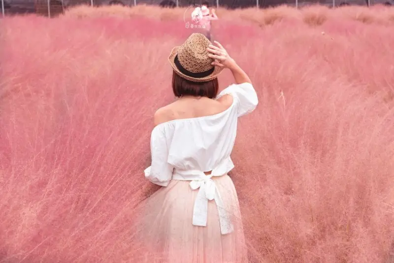 南投、集集｜和平快樂田園粉黛亂子草・全台首創粉色花海怎麼拍都浪漫 – 晏世旅攝・Just Tell You