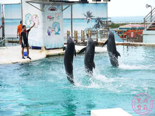 ◆新北市◆ 有超可愛海獅海豚表演的野柳海洋世界 ⊙19Oct13⊙