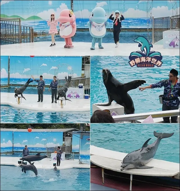 【北海岸景點】野柳海洋世界，有海豚、海獅、高空跳水、水中芭蕾表演。表演過程中還會教導我們如何與這些動物相處和急救的方法，適合帶小小孩來到這進行一段知性之旅