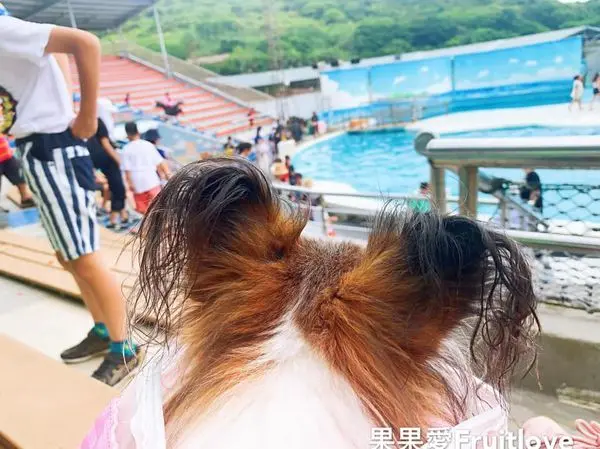 野柳海洋世界　親子育樂的好地方　帶毛孩一起看表演好幸福　新北市雨天備案景點　親子寵物友善　親子旅遊　寵物旅遊