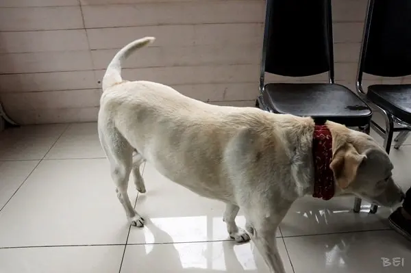 【南投清境美食】博望新村的好雞婆土雞城∞包廂叫雞別想歪