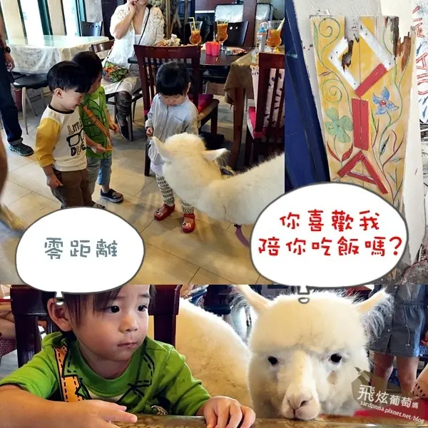 新北市x三芝x動物景觀餐廳||Oia伊亞藝術咖啡館 草尼馬就在你身邊 續攤淺水灣踏浪 