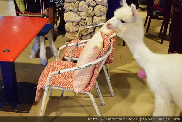 ♥三芝伊亞咖啡--萌翻了草泥馬!