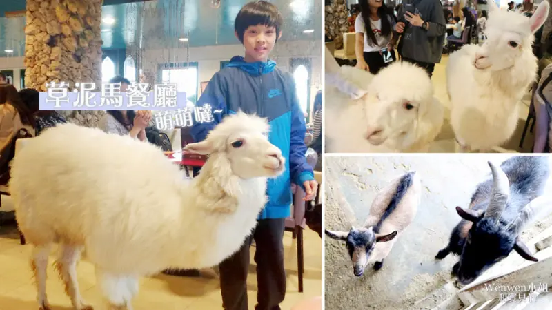 ❤三芝草泥馬餐廳【OIA伊亞藝術咖啡館】萌萌的羊駝陪你吃飯,還能餵食可愛小羊~鄰近海邊可以玩沙戲水。新北特色餐廳/親子景點