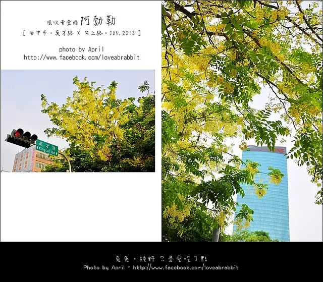 [台中西區]阿勃勒--英才路 x 向上路