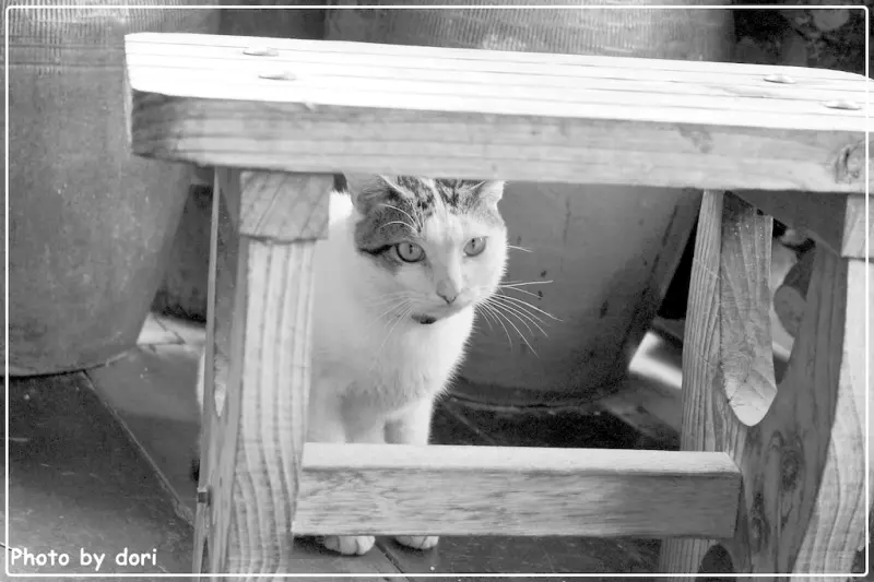〈台灣東部〉花蓮光復、壽豐鄉。我的咖啡館+雲山水