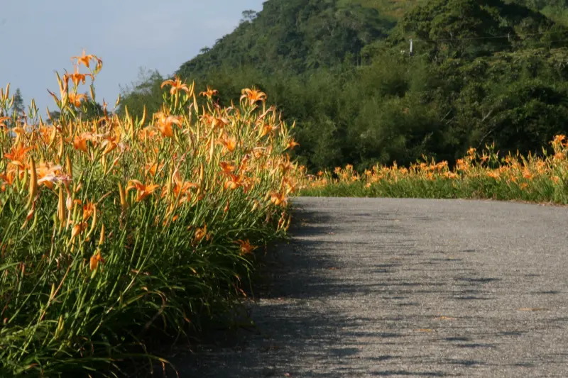 台南市阿鳳浮水魚羹
