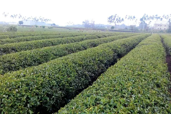 早安，發現中台灣小鄉鎮魅力