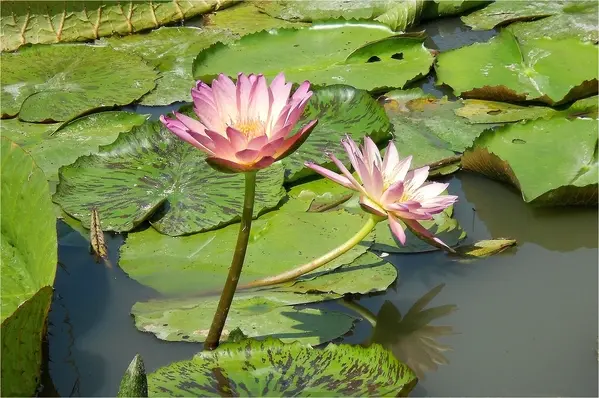 仲夏蓮香荷田田