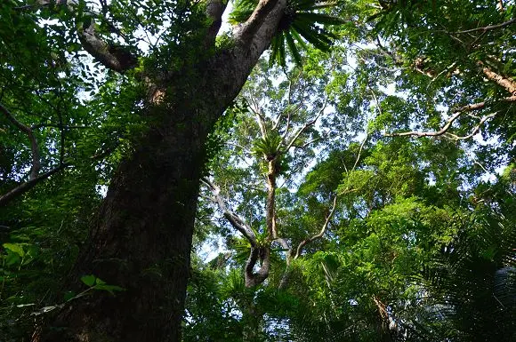 台灣的亞馬遜雨林~~三峽．大板根森林 
