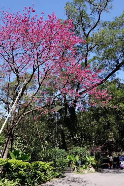 大板根森林溫泉渡假村+櫻花祭~園區烤肉、自助式早餐、低海拔森林區、溫泉介紹